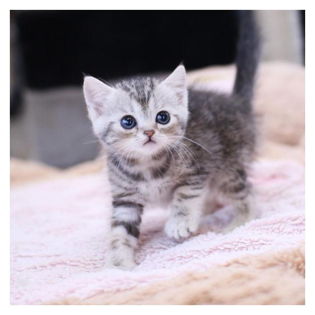 아메리칸숏헤어 애교가 굉장히 많고 독점욕이 강한 고양이